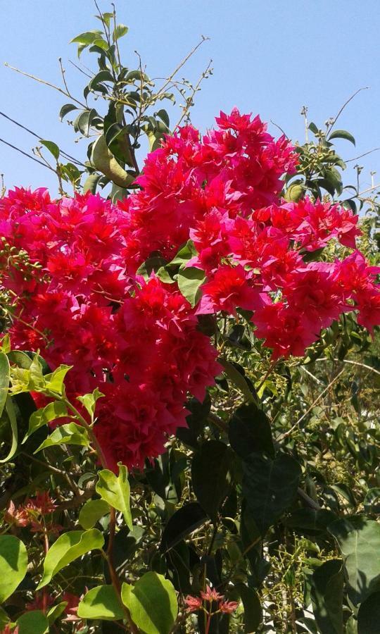 Hiona Cottage Παλαίκαστρο Εξωτερικό φωτογραφία